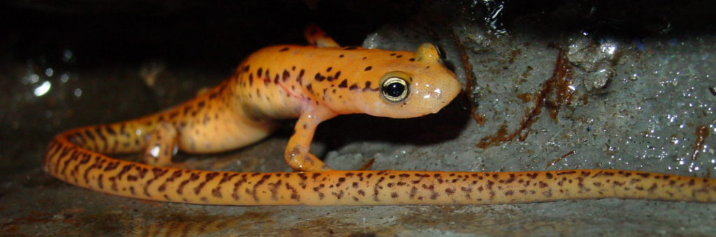 Long-tailed Salamander. Photo by Greg Lipps.