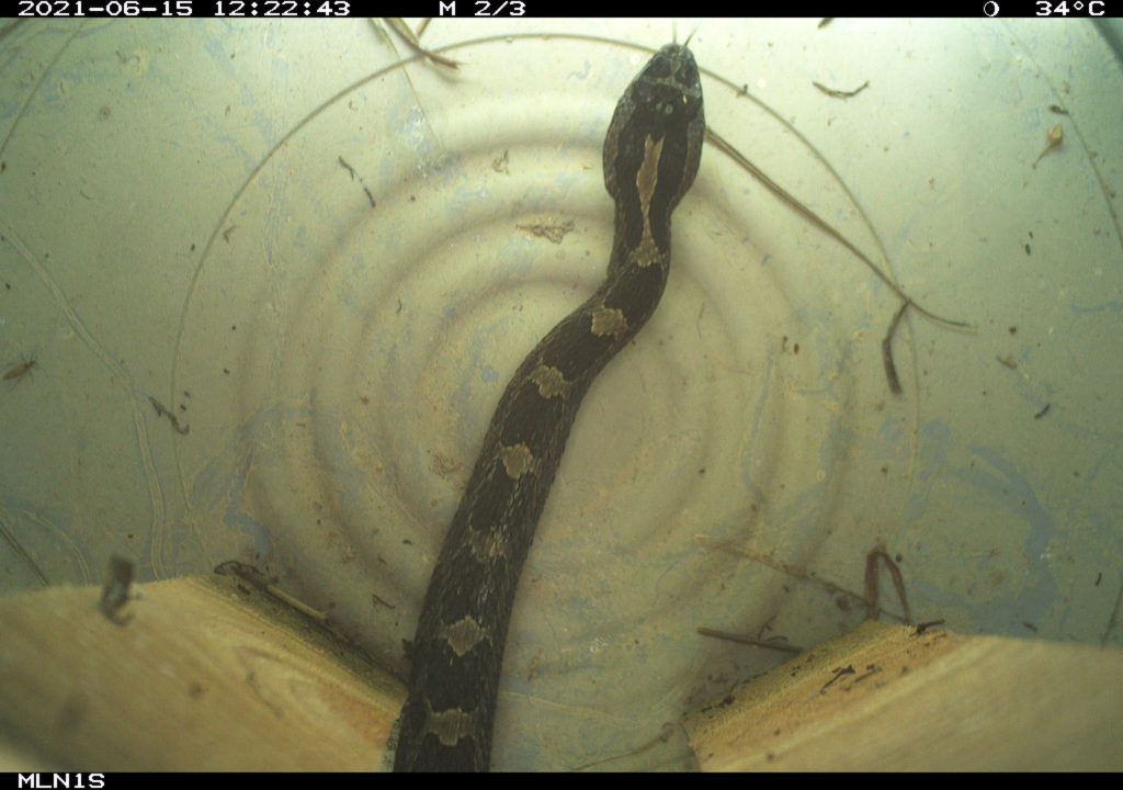 Eastern Massasauga in camera trap