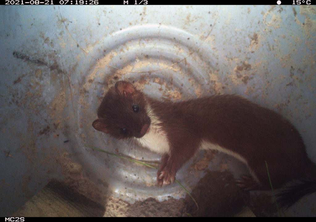 weasel in camera trap