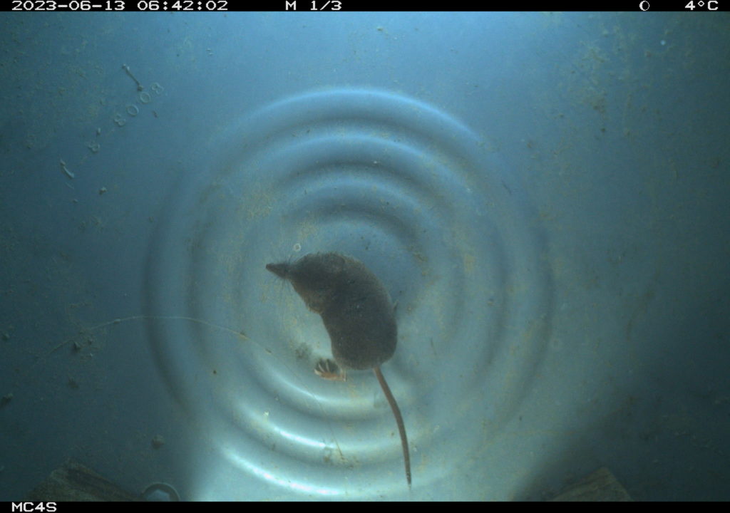 shrew in camera trap