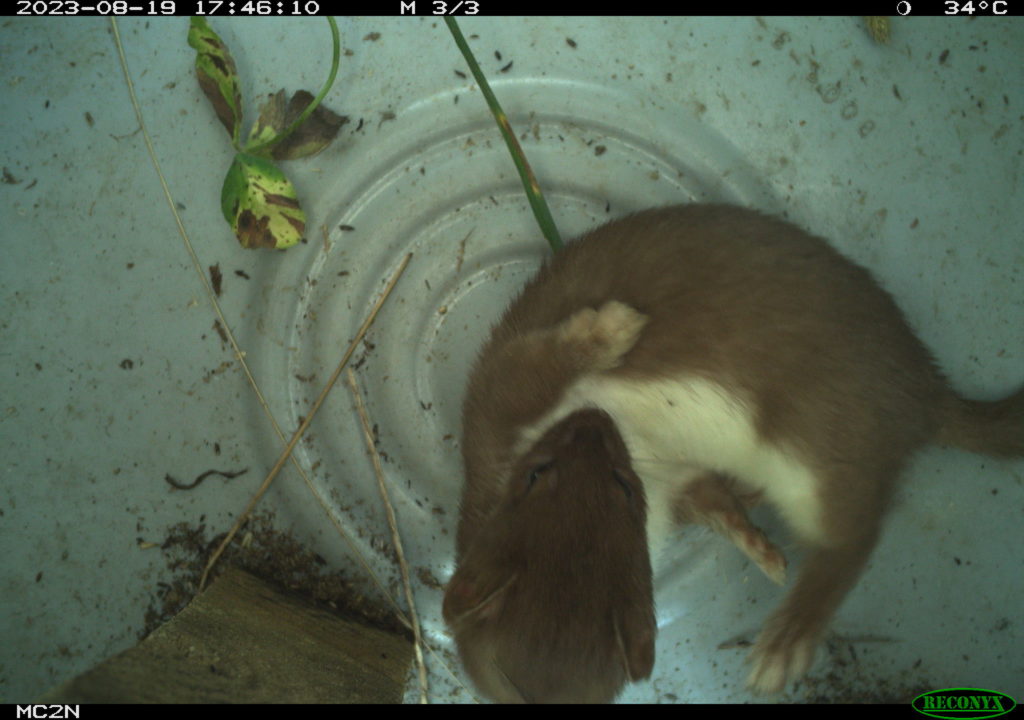 weasel in camera trap